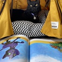 Animals at Home - Photography Competition Spot Prize Winner: Cooper (8). Judges feedback: I love that you have used props and created a lovely scene for your kitty (even showing a book with a black cat!). I also love that the tent says 